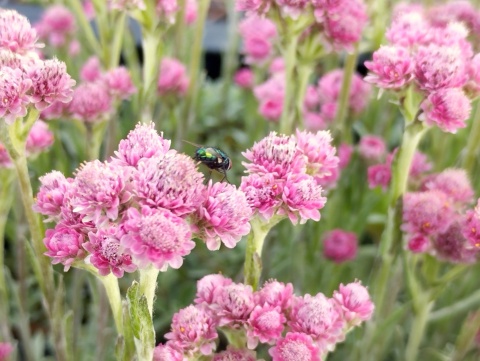 Ukwap dwupienny – Antennaria dioica ‘Rotes Wunder’ (L)