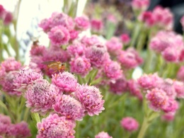 Ukwap dwupienny – Antennaria dioica ‘Rotes Wunder’ (W)
