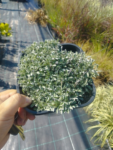 Ukwap dwupienny – Antennaria dioica ‘Rotes Wunder’ (W)
