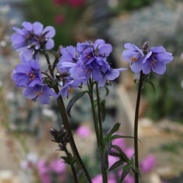Wielosił jezoński- Polemonium yezoense 'Purple Rain Strain' (W)