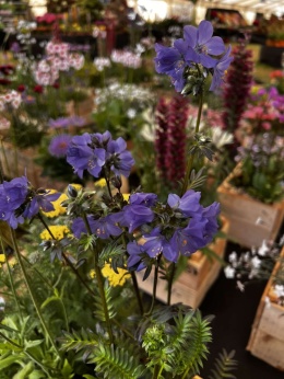 Wielosił jezoński- Polemonium yezoense 'Purple Rain Strain' (W)