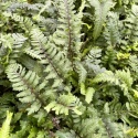 Wietlica japońska -Athyrium niponicum 'Apple Court' (W)