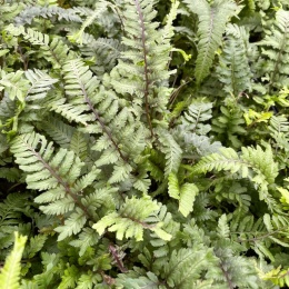 Wietlica japońska -Athyrium niponicum 'Apple Court' (W)