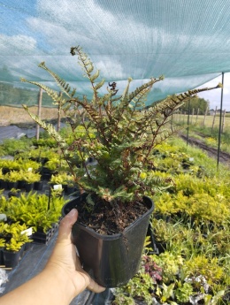 Wietlica japońska -Athyrium niponicum 'Crested Surf' (W)