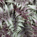 Wietlica japońska- Athyrium niponicum 'Red Beauty' (W)