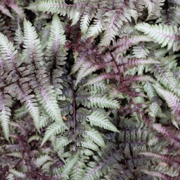 Wietlica japońska- Athyrium niponicum 'Red Beauty' (W)