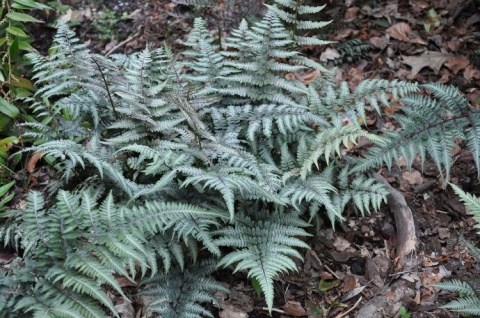 Wietlica japońska- Athyrium niponicum 'Red Beauty' (W)