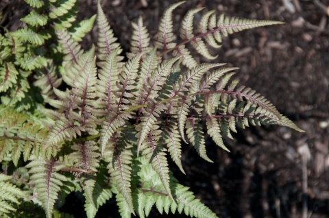 Wietlica japońska- Athyrium niponicum 'Red Beauty' (W)