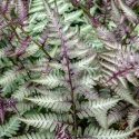 Wietlica japońska- Athyrium niponicum 'Red Beauty' (W)