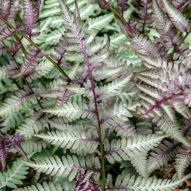 Wietlica japońska- Athyrium niponicum 'Red Beauty' (W)