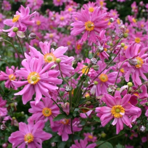 Zawilec 'Anemone hup. 'Prinz Heinrich' (L)
