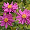 Zawilec 'Anemone hup. 'Prinz Heinrich' (L)