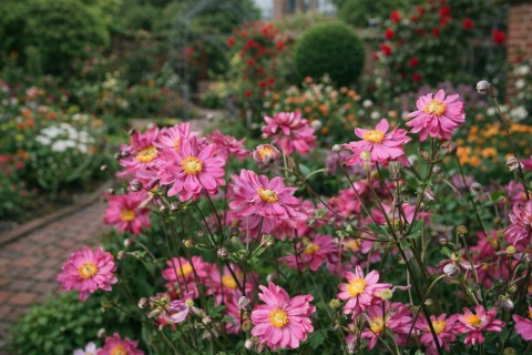 Zawilec 'Anemone hup. 'Prinz Heinrich' (L)