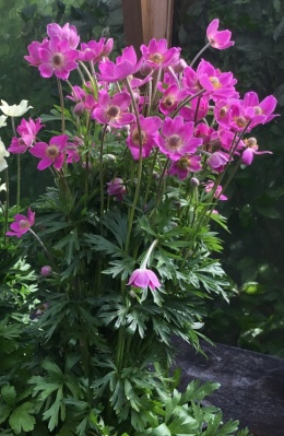 Zawilec- Anemone 'Spring Beauty Pink' (L)