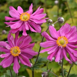 Zawilec 'Anemone hup. 'Prinz Heinrich' OGRYZKI