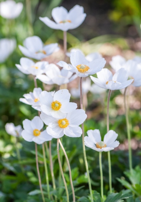Zawilec wielkokwiatowy- Anemone sylvestris 'Snow White' (W)