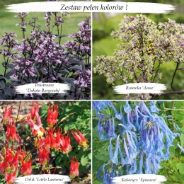 Zestaw pełen kolorów (L)