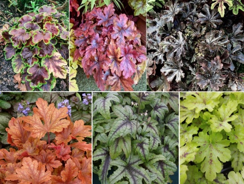 Zestaw żuraweczek (W)