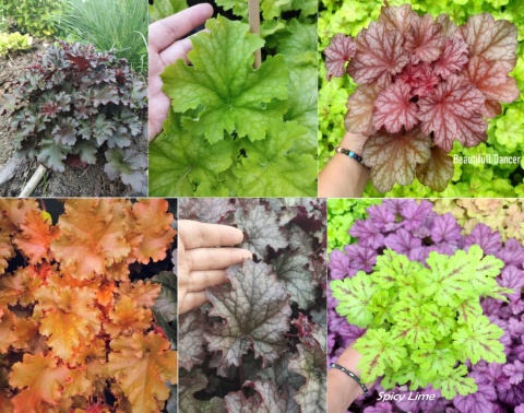 Zestaw żurawek 12 (W)