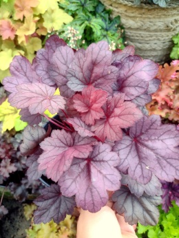 Żurawka 'Grape Soda' (W)