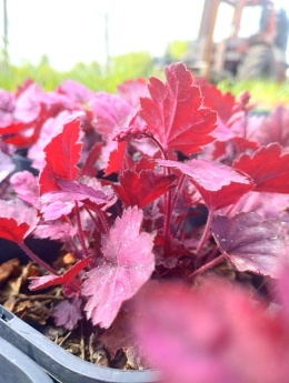 Żurawka 'Grape Soda' (W)