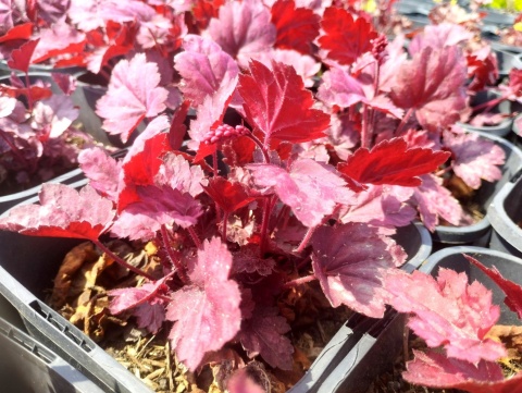 Żurawka 'Grape Soda' (W)