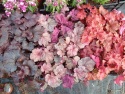 Żurawka 'IRIDESCENT'