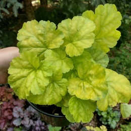 Żurawka 'Princess Aurora'