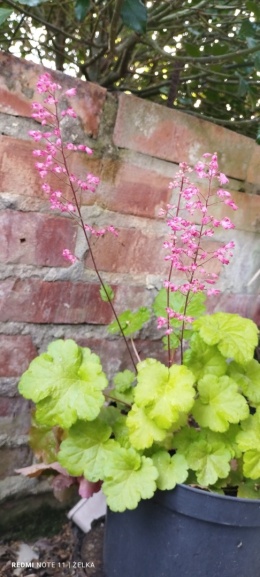 Żurawka 'Princess Aurora'