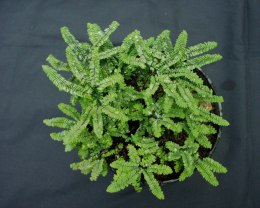 Adiantum 'Imbricatum'