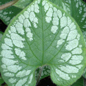 Brunnera 'Emerald Mist'