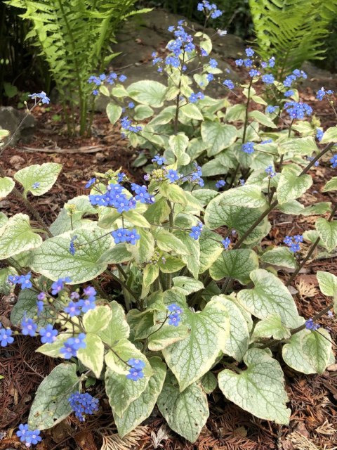 Brunnera 'King's Ransom'