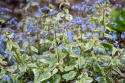 Brunnera 'King's Ransom'