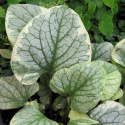 Brunnera 'King's Ransom'