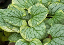 Brunnera 'King's Ransom'