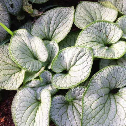 Brunnera 'Silver Heart' (p9)