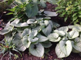 Brunnera 'Silver Heart'