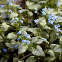 Brunnera 'Silver Heart' (p9)