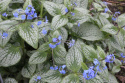 Brunnera 'Silver Heart' (p9)