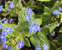 Brunnera 'Silver Star'