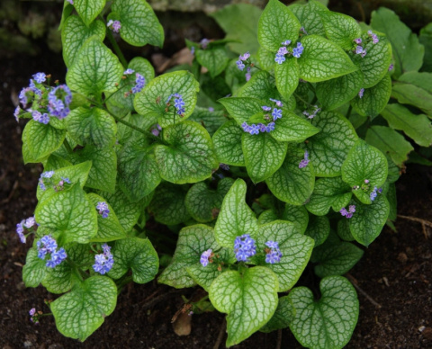 Brunnera 'Silver Star'