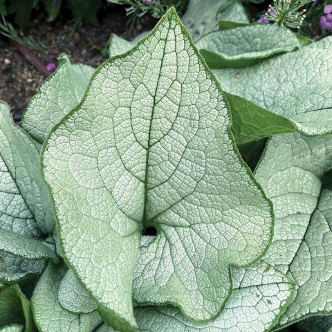 Brunnera 'Alexandria'