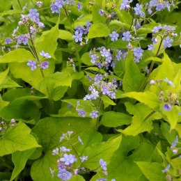 Brunnera 'Diane's Gold'