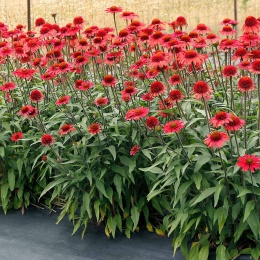 Jeżówka- Echinacea 'CARA MIA Spicy' (W)
