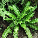 Języcznik zwyczajny 'Angustifolium'- Asplenium scol. 'Angustifolium'