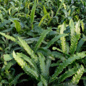 Języcznik zwyczajny 'Angustifolium'- Asplenium scol. 'Angustifolium'