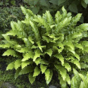 Języcznik zwyczajny 'Angustifolium'- Asplenium scol. 'Angustifolium'