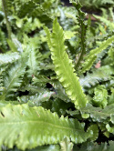 Języcznik zwyczajny 'Angustifolium'- Asplenium scol. 'Angustifolium'