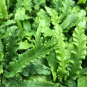 Języcznik zwyczajny 'Angustifolium'- Asplenium scol. 'Angustifolium'