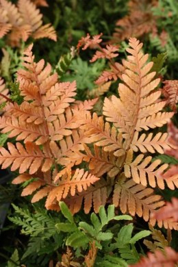 Narecznica czerwonozawijkowa Koidzumiana- Dryopteris erythrosora var. koidzumiana.